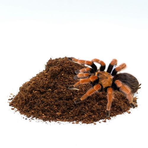 911516e35eab753690ebab9db6ff28ba