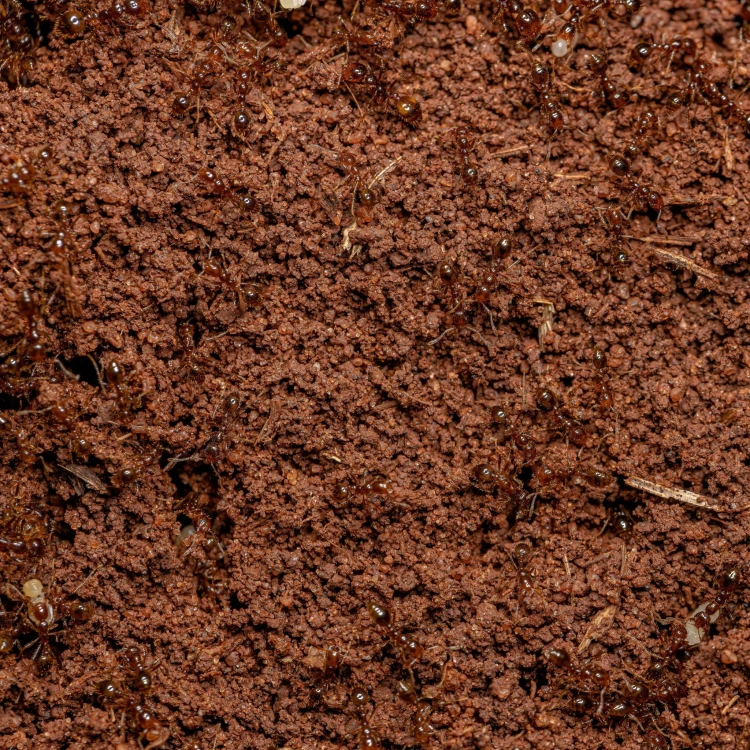 44fe2aa250861901728bae0f4aa5fdd9