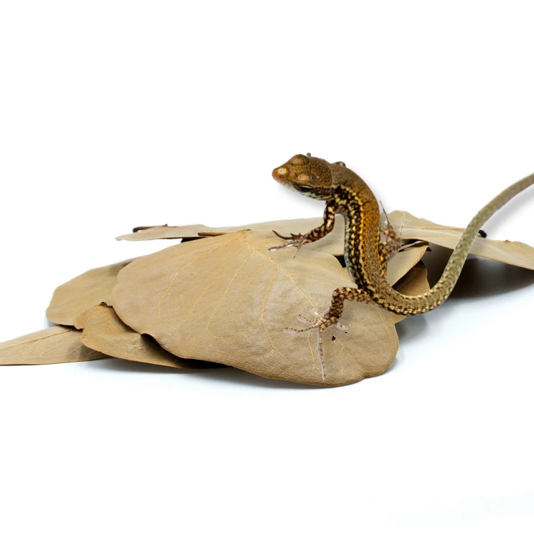 6176944a1e66360381f8131fbb227d3c