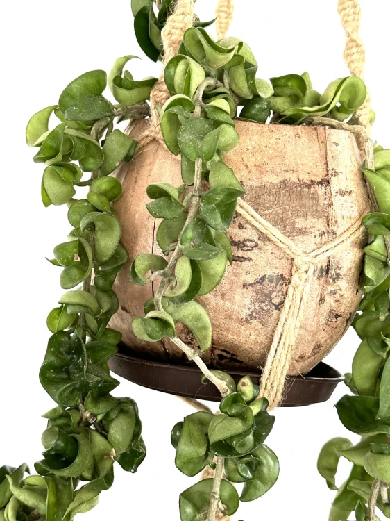 558cf24677c54b627569bcf49ae25bc8