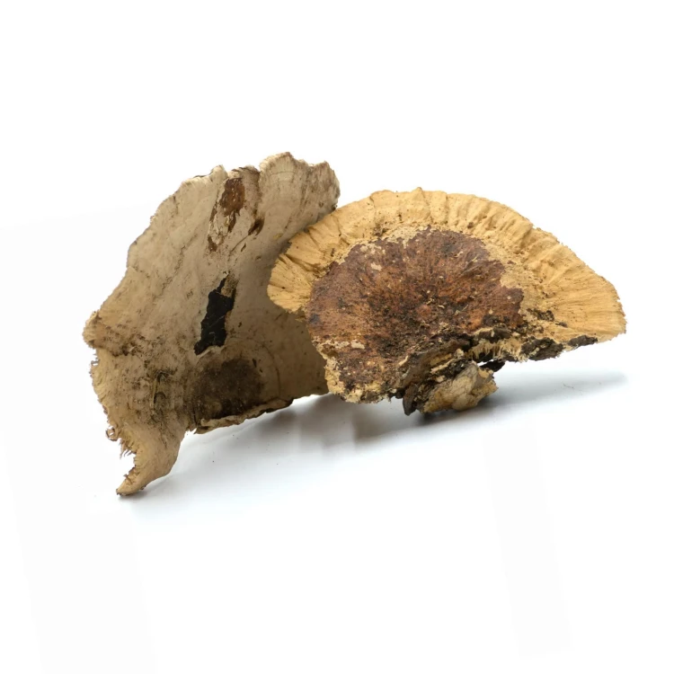 e2a56a55e544ba63b5697397d9abf9e1