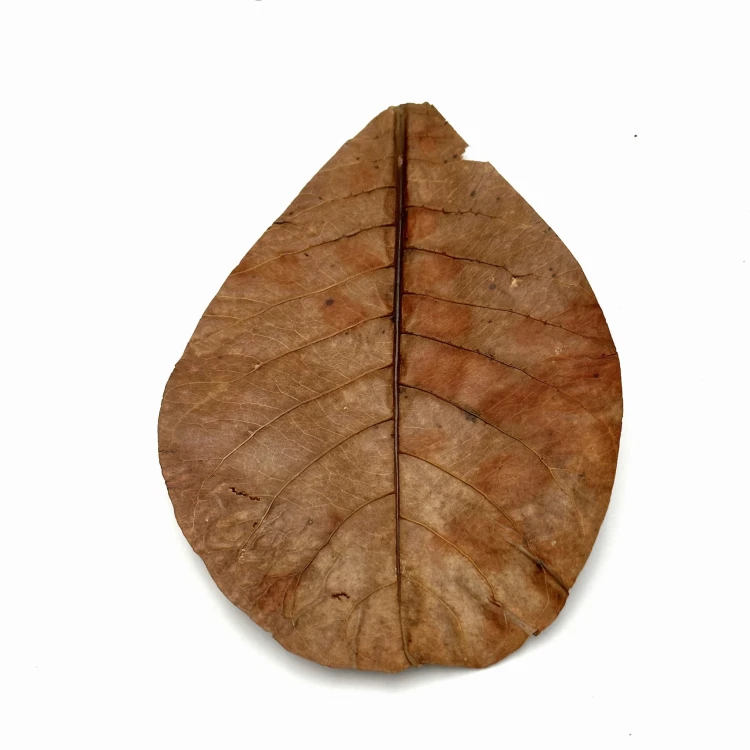 a3faca41a2cce4205145ce1c64aec4dc