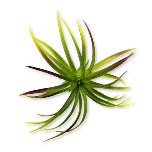 d44402ac5126267a2415c9e249fc5c59