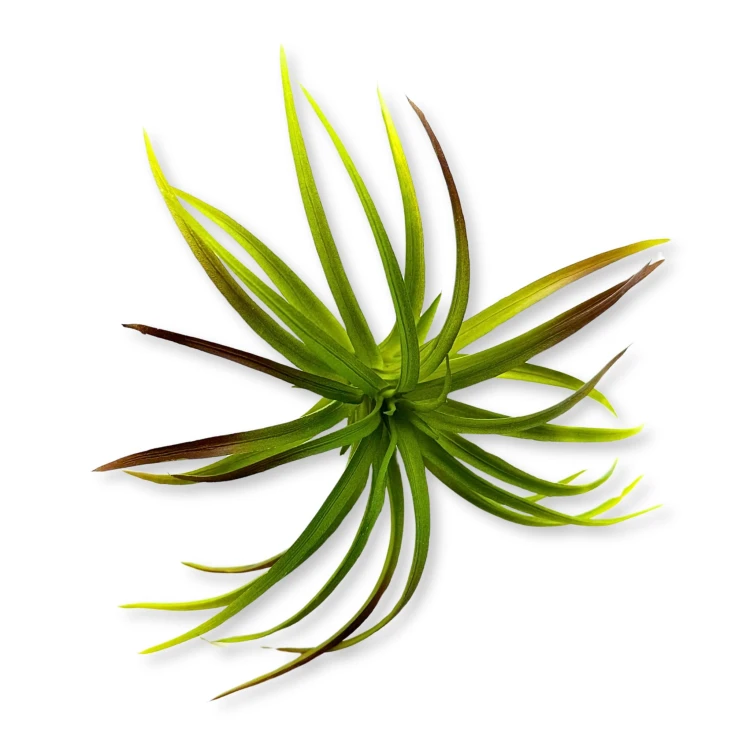 d44402ac5126267a2415c9e249fc5c59