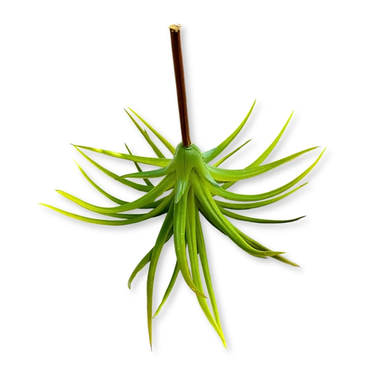 7d193c54ea7bc2e9ca28e1f6a19de364