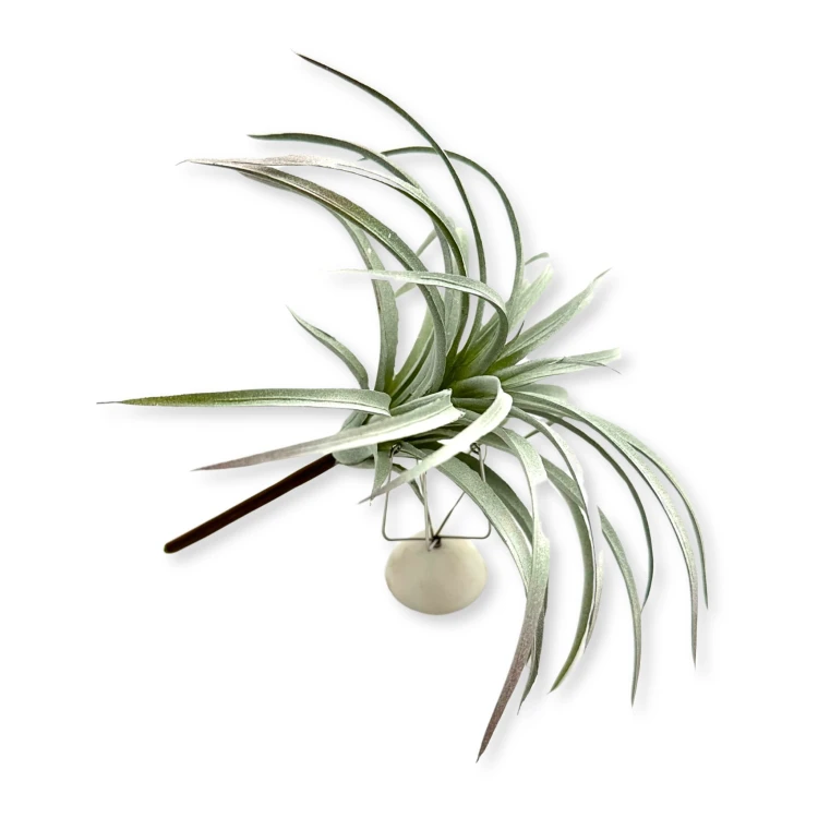 c1a471b067066be57cbc6de66131f7b0