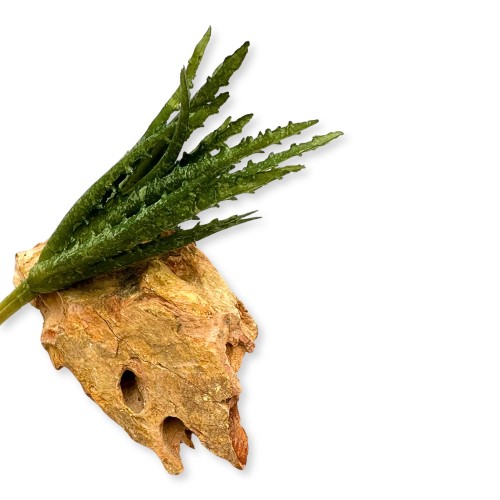 1e09f7cf2bd0a53f6d66f8f56a744a07