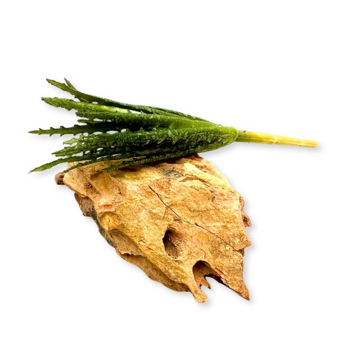 0ceb1a7ffc606cfd5741041f4bf95e05