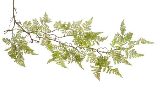BioPlant Hanging Fern.jpg