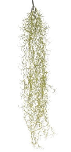 BioPlant Tillandsia Spanish Beard.jpeg