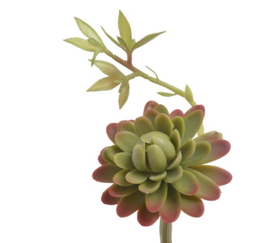 BioPlant Blooming Succulent.jpg