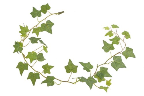 BioPlant Hanging Ivy Small.jpg