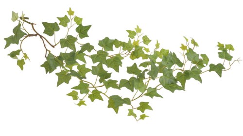 BioPlant Hanging Ivy Large.jpg