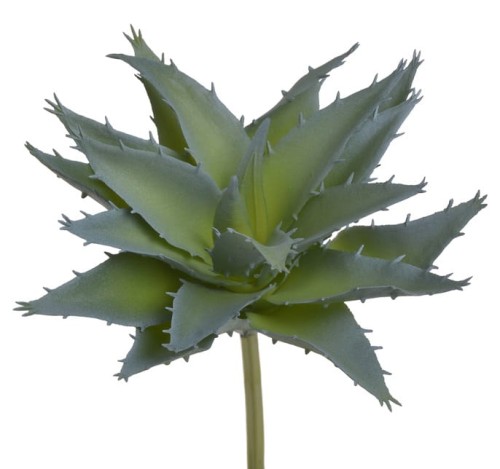 BioPlant Agave.jpg