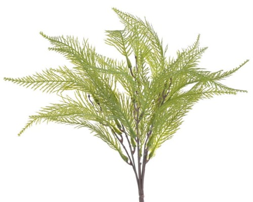 BioPlant Fern no.2.jpeg