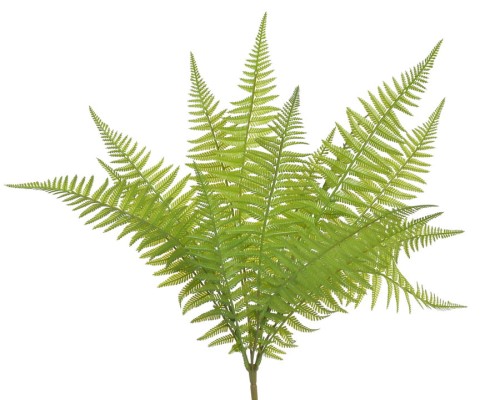 BioPlant Fern no.3.jpeg