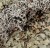 BioBlack Lichen 2.jpeg