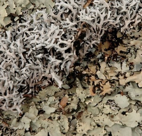 BioBlack Lichen 2.jpeg