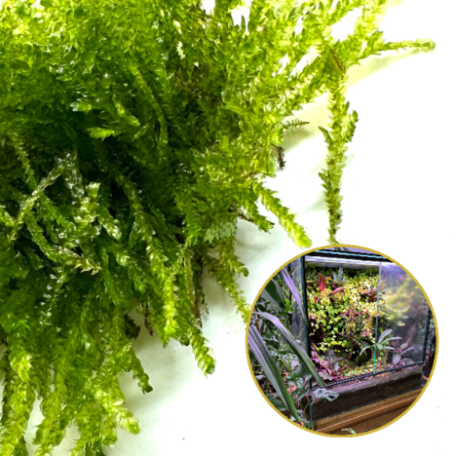 af3409d6481976f1faa25189302bb736