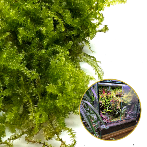 2b13a3ca6a02acea7a5cf909bcfae7d7