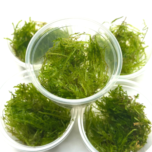 a53d3a78046ed2c4224b4886b2e714a8