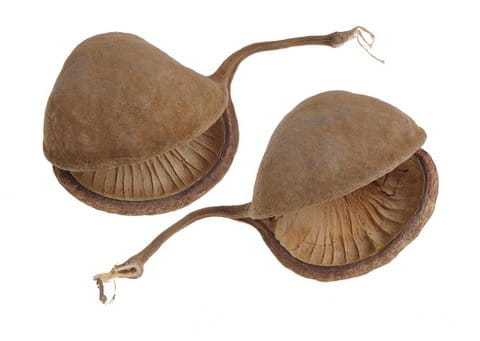 BioGecko Nut orzech kryjówka dla gekona.jpeg