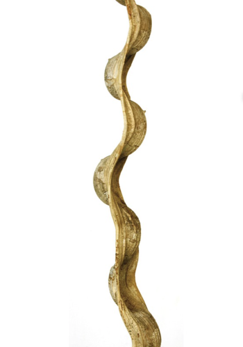 BioBrazilian liana.jpeg