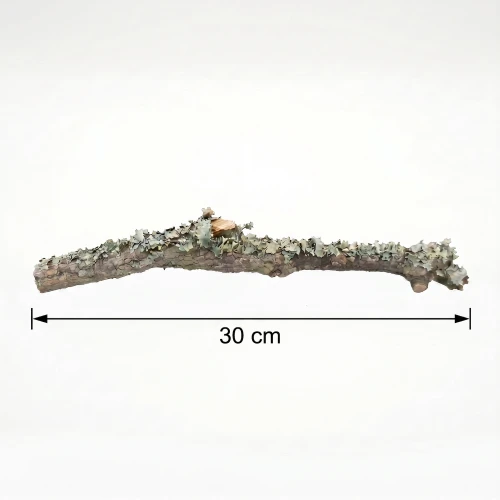 gałąź 30cm.webp