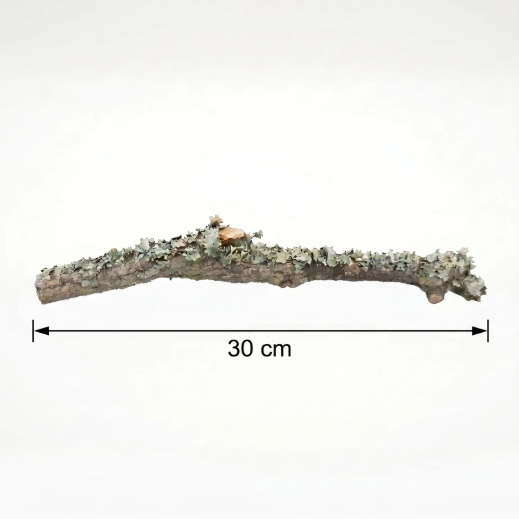gałąź 30cm.webp