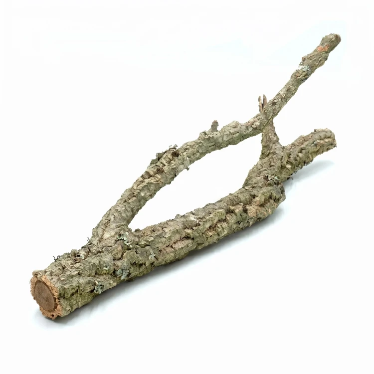 Gałąź dębu korkowego.webp