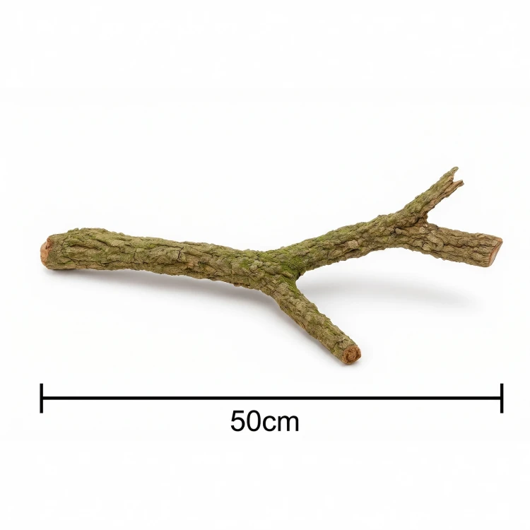 gałąź dębu korkowego 50 cm.webp