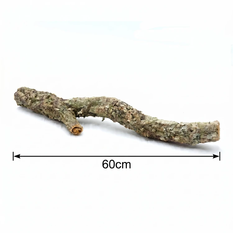 Gałąź dębu korkowego 60 cm.webp