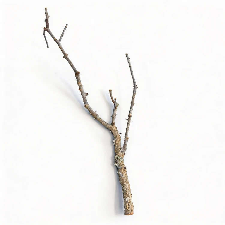 gałąź korkowa 80cm.webp