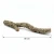 gałąź dębu korkowego 80 cm.webp