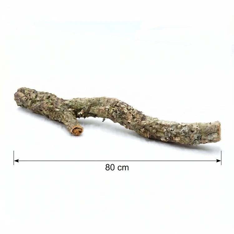 gałąź dębu korkowego 80 cm.webp