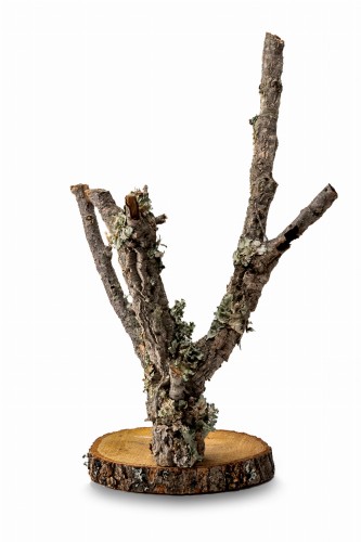BioBranch Tree 30cm-60cm Drzewko Dębu korkowego.jpg3.jpg