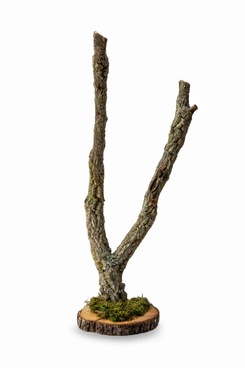 BioBranch Tree 30cm-60cm Drzewko Dębu korkowego.jpg4.jpg