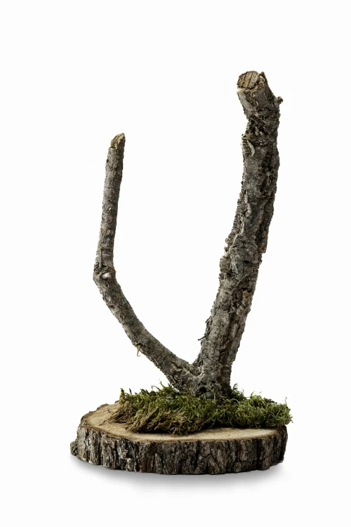 BioBranch Tree 30cm-60cm Drzewko Dębu korkowego.jpg2.jpg