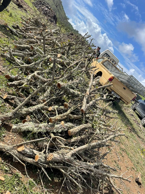 branches.jpeg