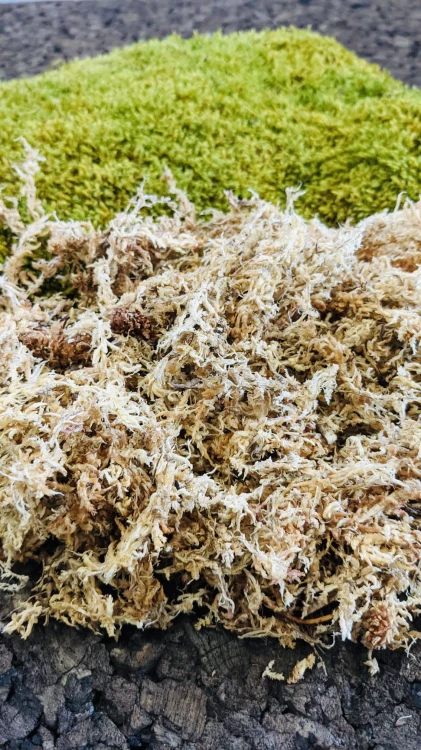 BioSphag Moss .jpeg