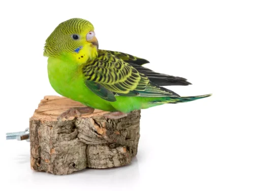 34925fc13cc55c87e6d363e133c2dcc2