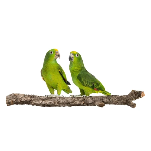 f269cf4f96c49e5add484b5d5a8d493c