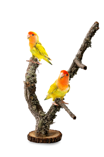 244542d5a387727516200327c1cdefbc